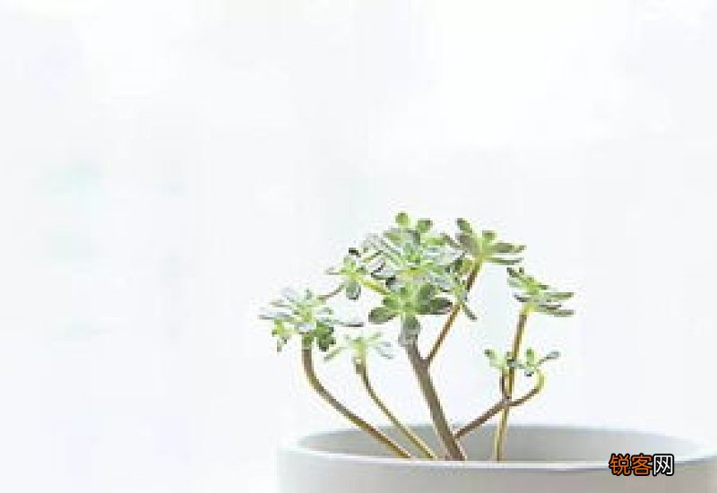 我喜欢的植物初一作文