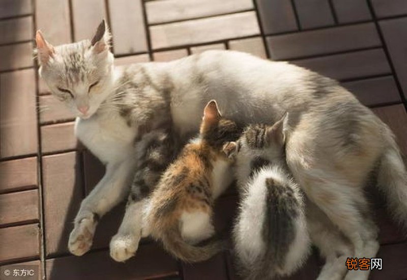 怎么挑选猫咪幼崽