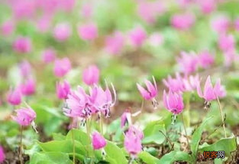 野花有哪些花