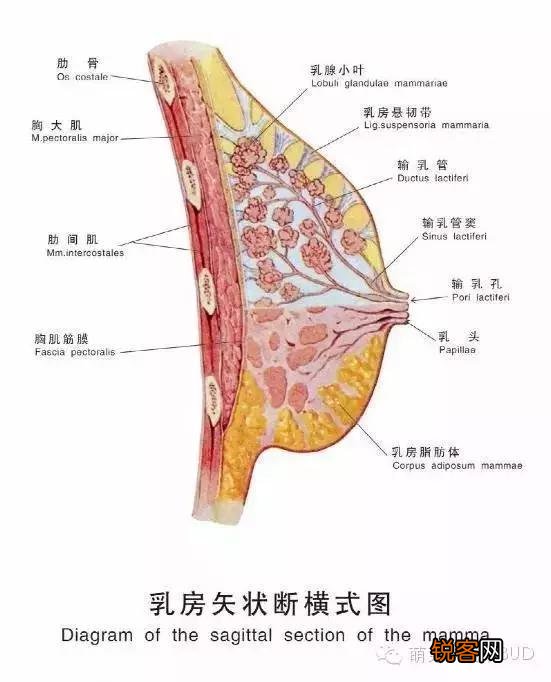母乳喂养对女性的健康有哪些影响？
