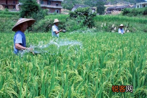 “锄禾日当午”中的“禾”指的是什么？