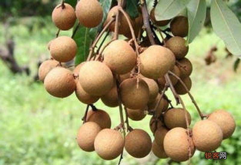 龙眼可以放冰箱急冻吗