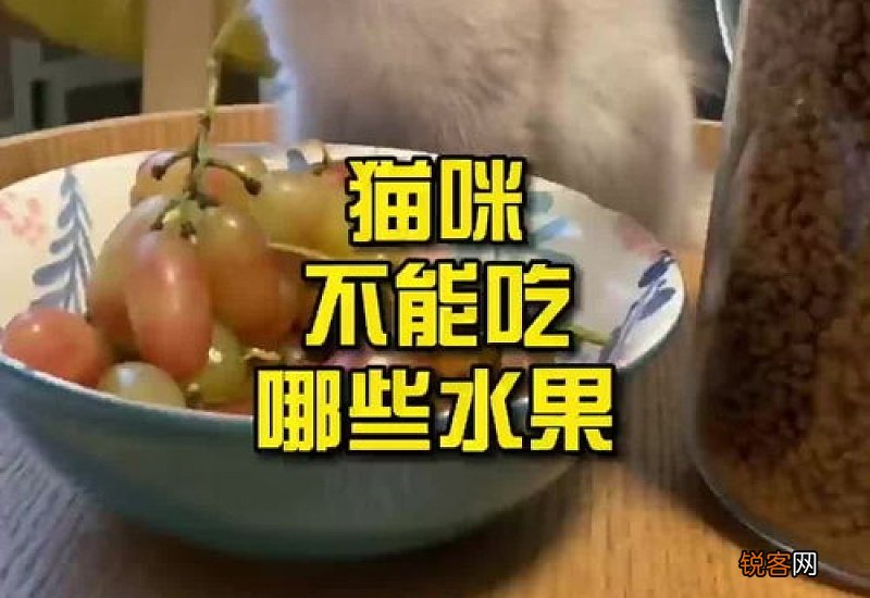 猫咪能吃什么水果