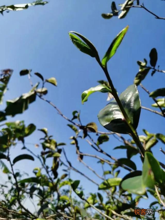 什么样的普洱茶比较好?怎么挑选普洱茶?