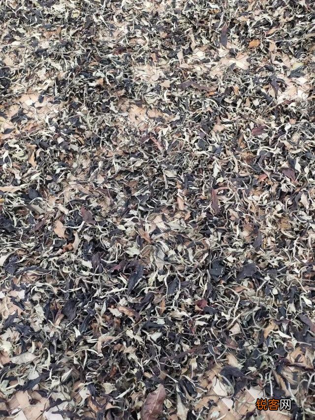 什么样的普洱茶比较好?怎么挑选普洱茶?