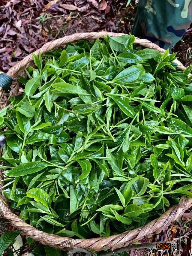 什么样的普洱茶比较好?怎么挑选普洱茶?