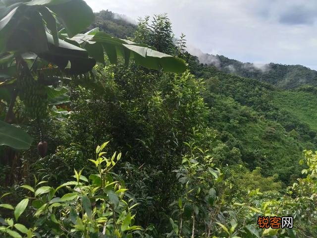 什么样的普洱茶比较好?怎么挑选普洱茶?