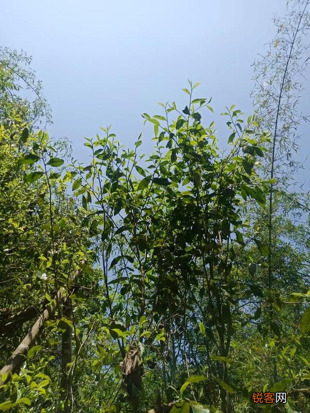 什么样的普洱茶比较好?怎么挑选普洱茶?