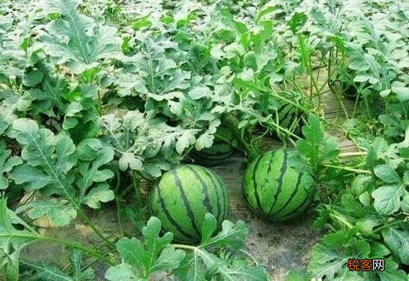 西瓜适合种在什么样的土壤