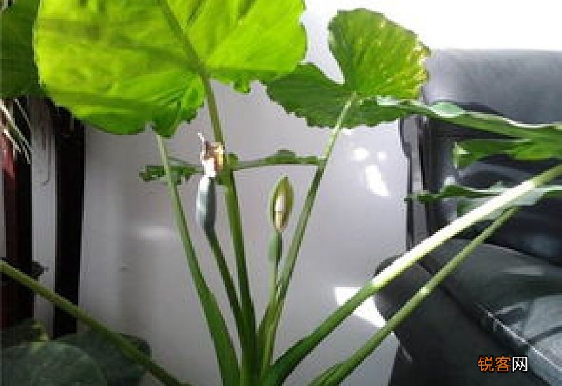 滴水观音会开花吗开什么花