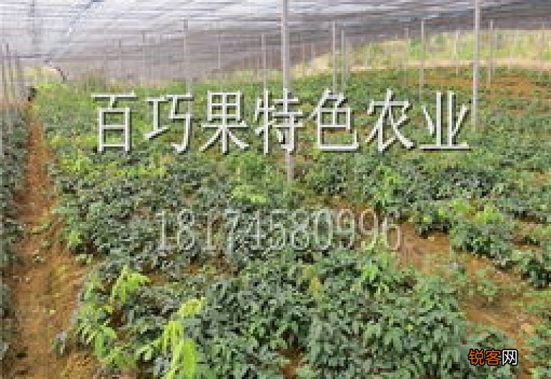 九月黄适合什么地区种植山东