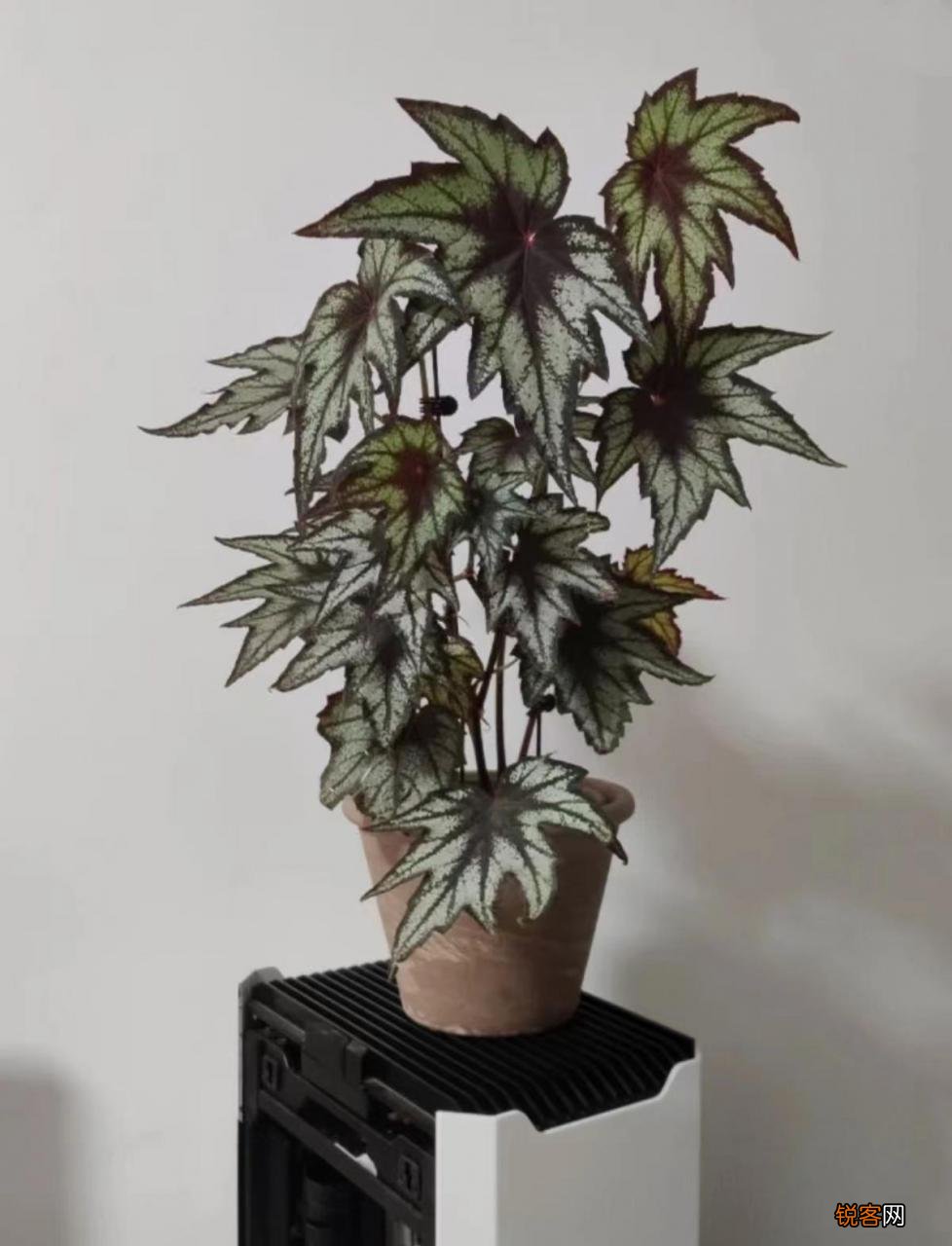 卧室放什么花最好健康 最适合放卧室的十种花