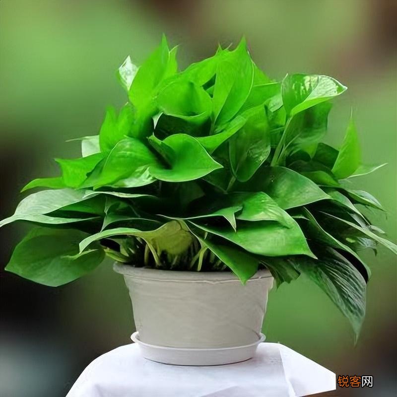 卧室放什么花最好健康 最适合放卧室的十种花