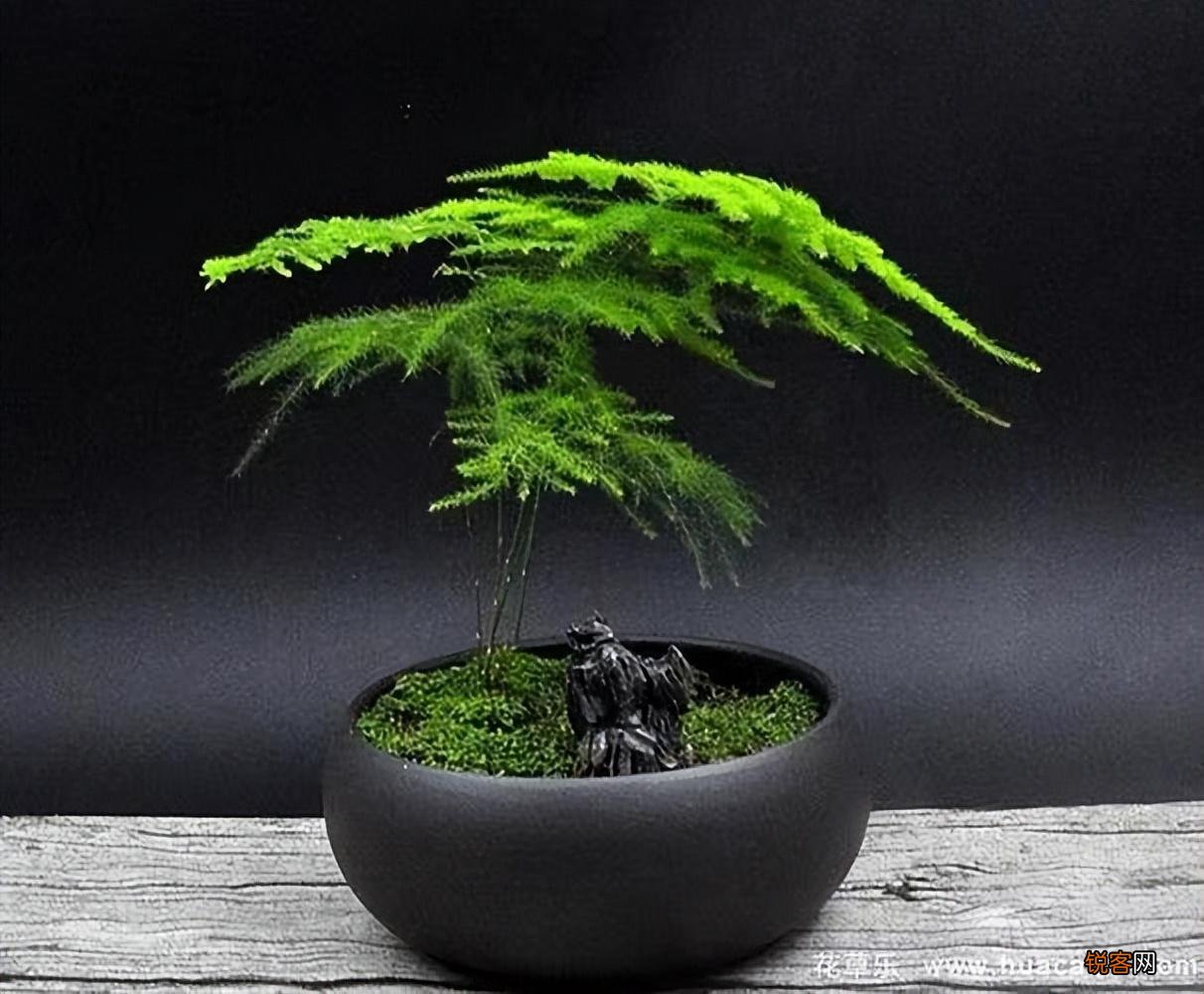 卧室放什么花最好健康 最适合放卧室的十种花