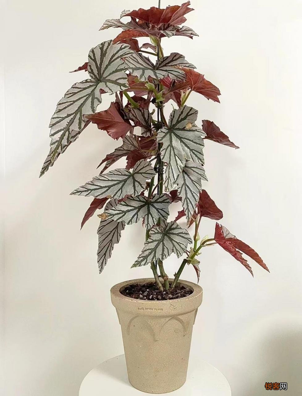 卧室放什么花最好健康 最适合放卧室的十种花