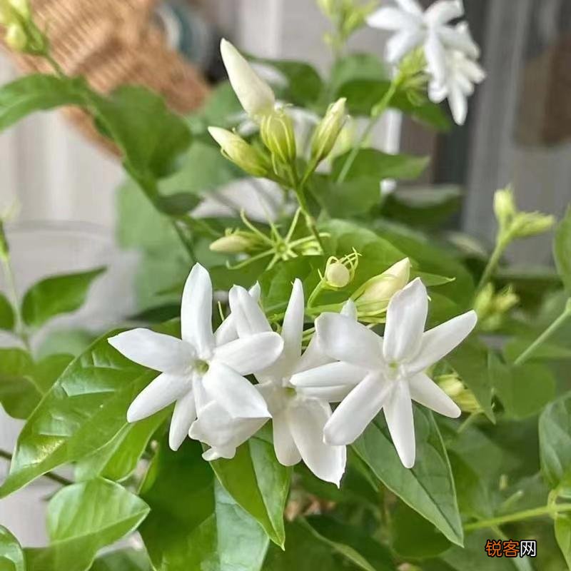 卧室放什么花最好健康 最适合放卧室的十种花