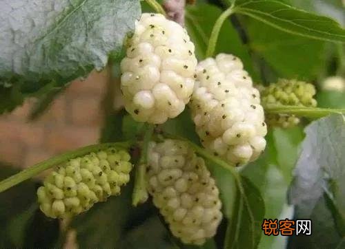 常见水果的成熟时间 多吃应季水果 对身体有好处