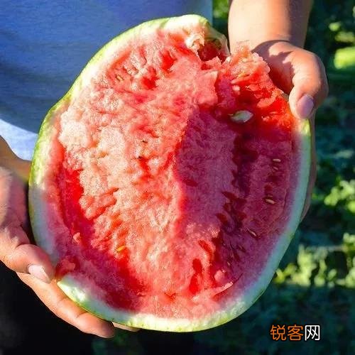 常见水果的成熟时间 多吃应季水果 对身体有好处