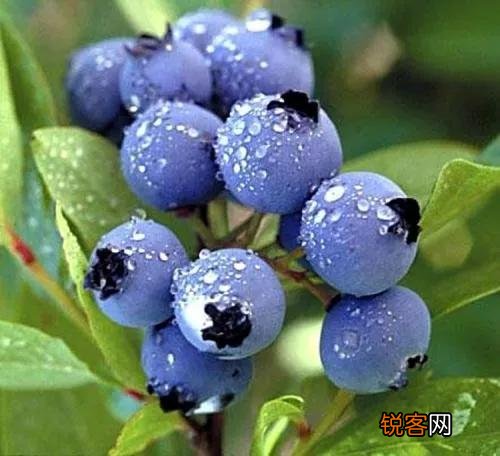 常见水果的成熟时间 多吃应季水果 对身体有好处
