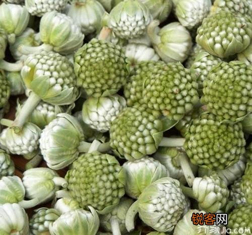 绿萝花的功效 功效与食用方法