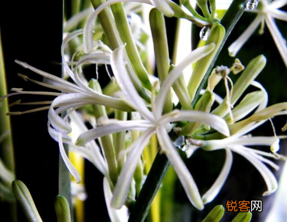 金边虎皮兰的养殖方法 养殖大户悄悄告诉你养护技巧