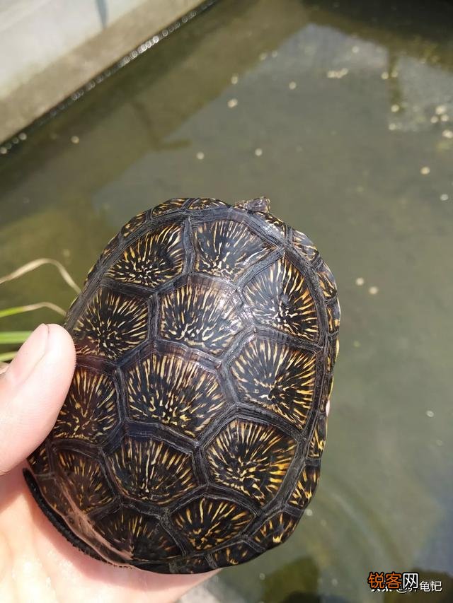 想问下龟友麝香蛋龟苗子和欧泽龟养哪个比较好,好养,观赏价值还高谢谢？