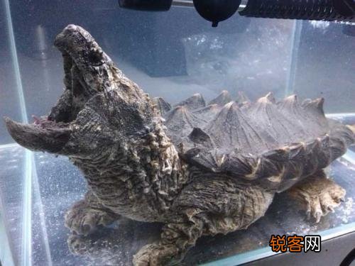 想深水养龟,不想养猪鼻还能养什么啊？
