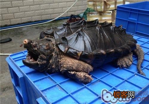 想深水养龟,不想养猪鼻还能养什么啊？