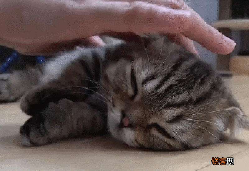 掏猫耳朵猫舒服吗