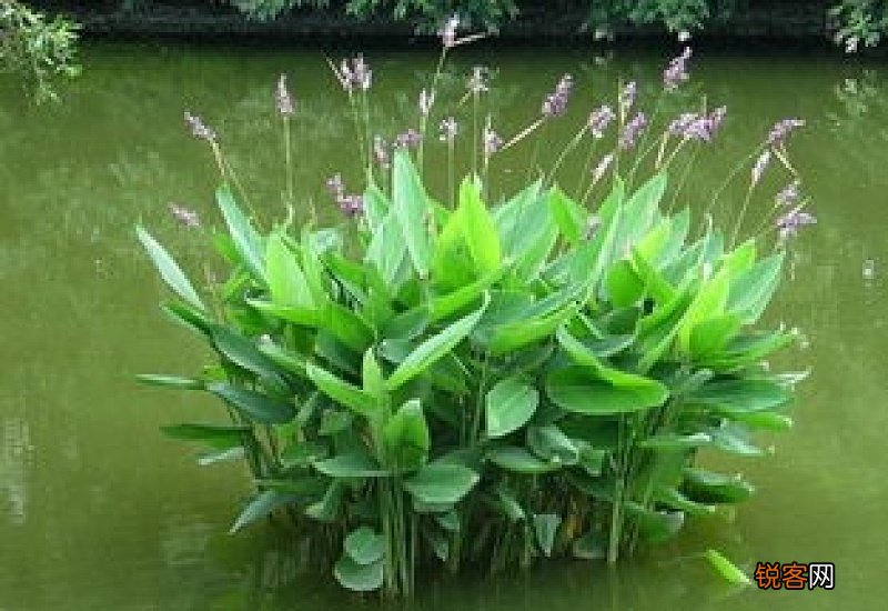 再力花的种植方法