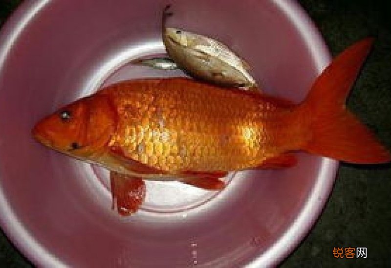 红鲤鱼能吃吗?