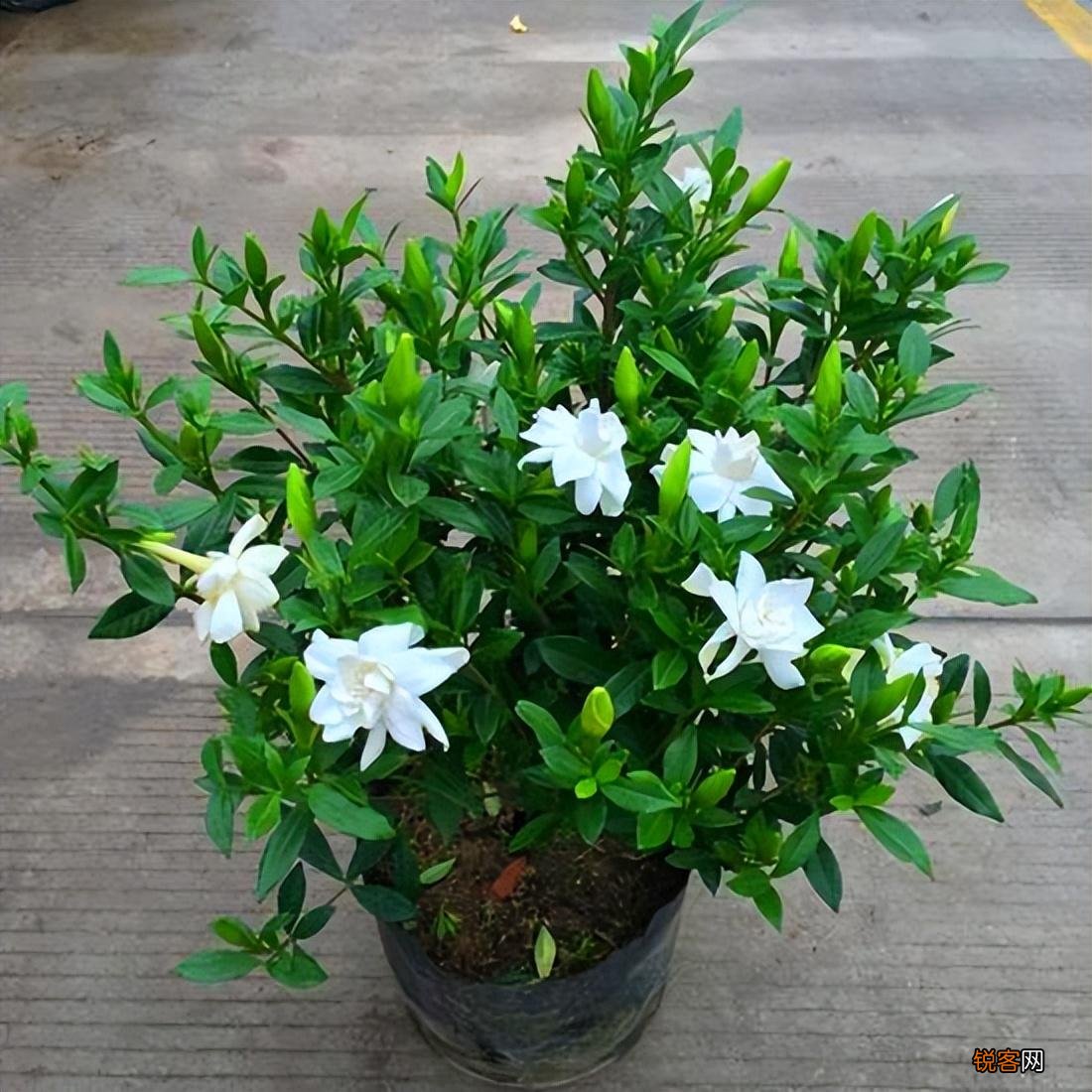 怎样养好栀子花 栀子花的养护和注意事项
