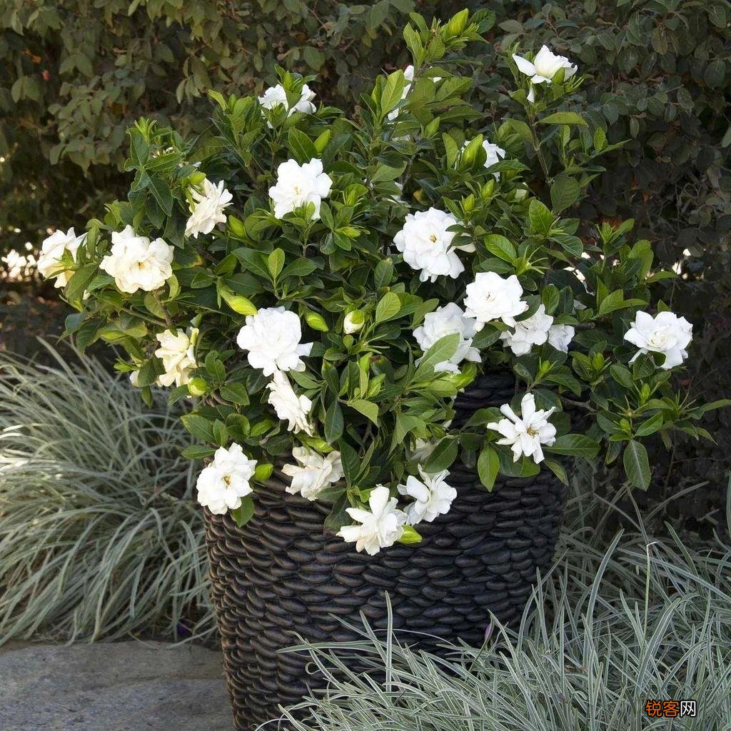 怎样养好栀子花 栀子花的养护和注意事项