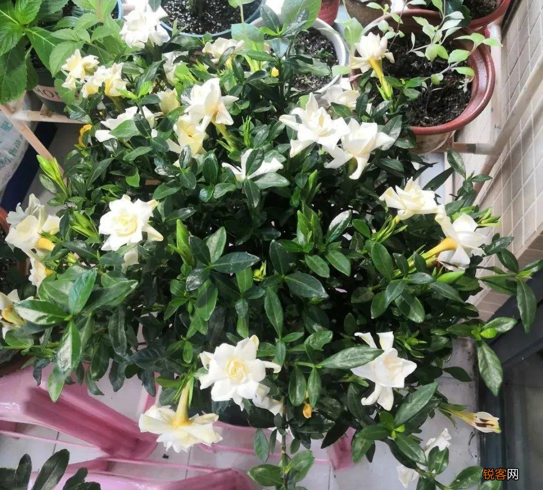 怎样养好栀子花 栀子花的养护和注意事项
