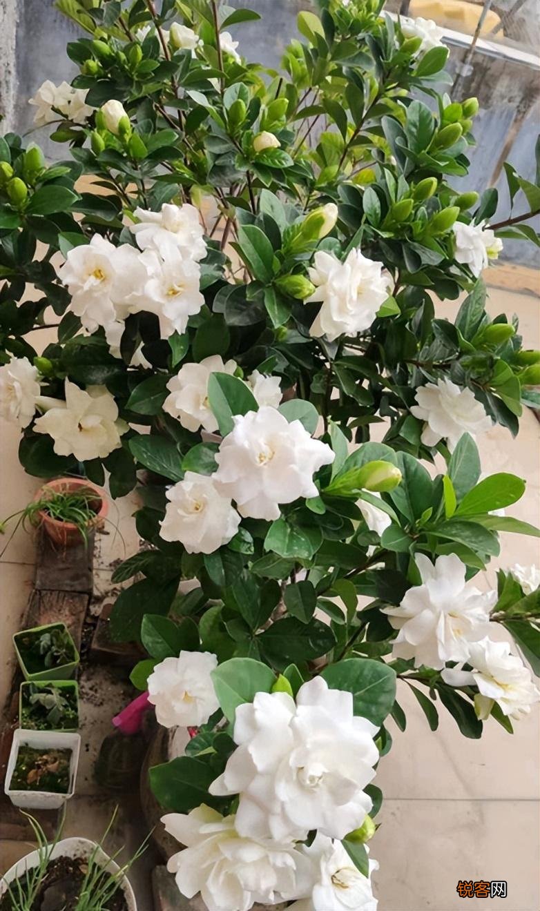 怎样养好栀子花 栀子花的养护和注意事项