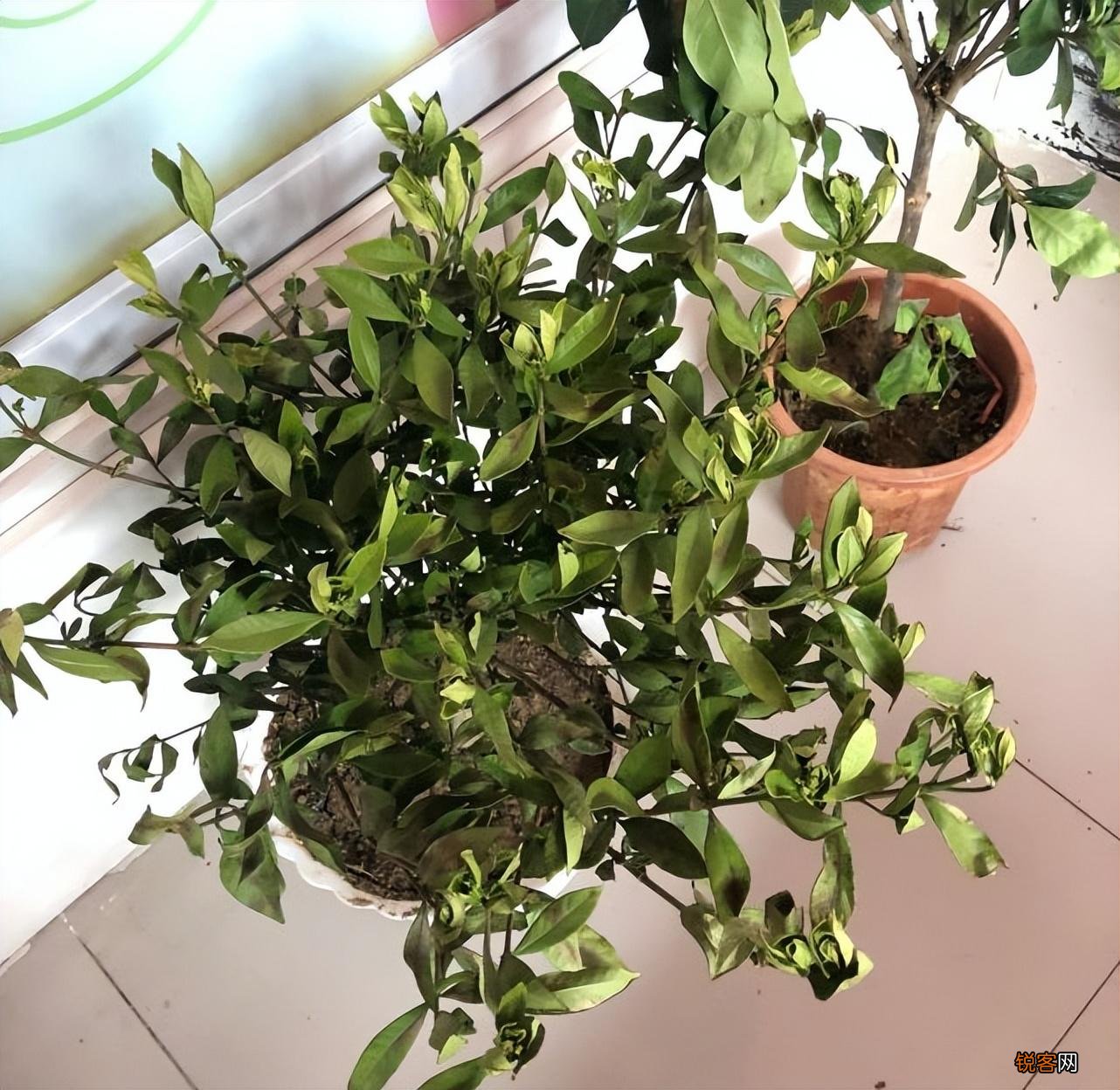 怎样养好栀子花 栀子花的养护和注意事项
