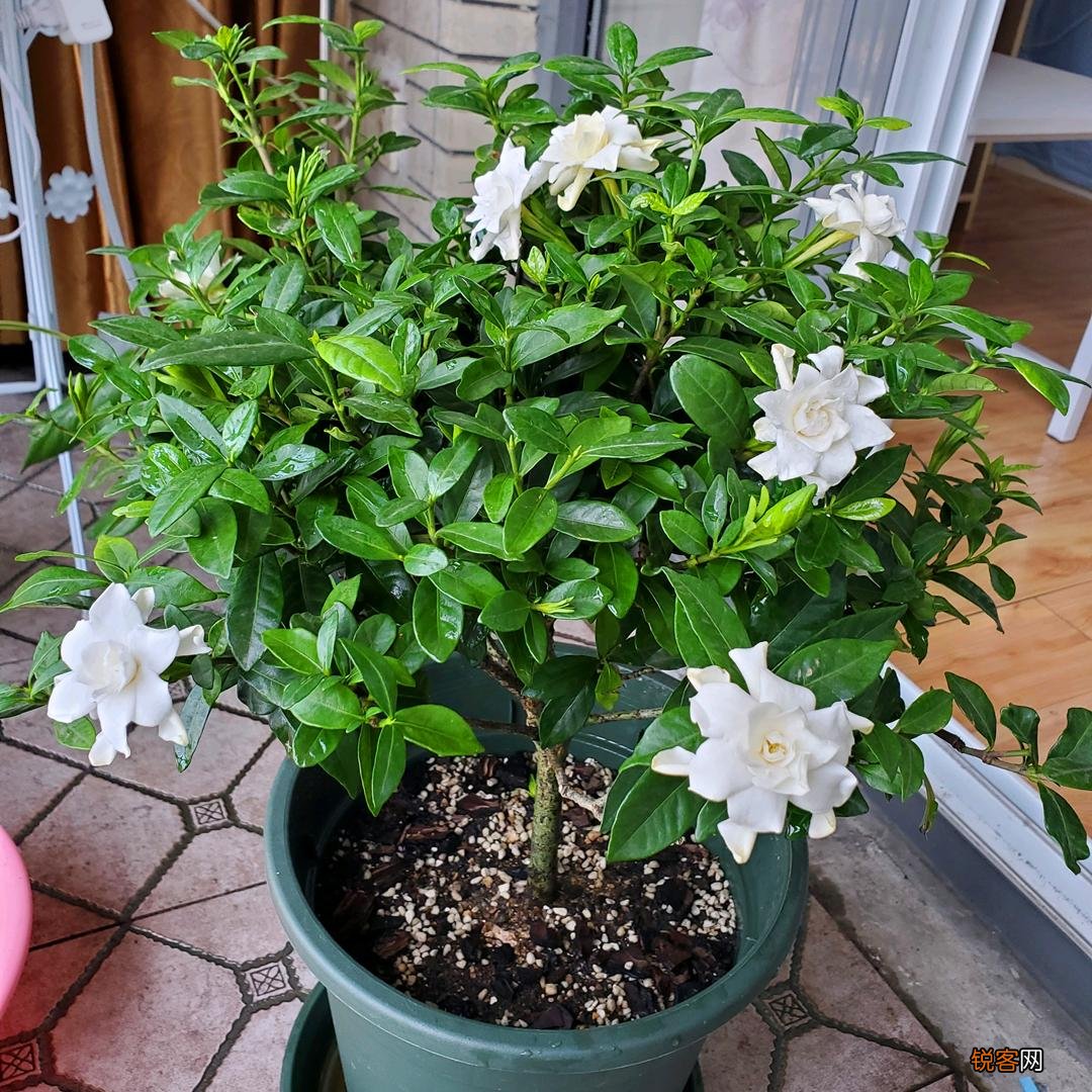 怎样养好栀子花 栀子花的养护和注意事项