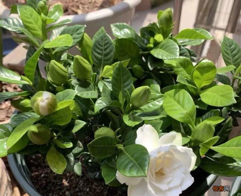 怎样养好栀子花 栀子花的养护和注意事项