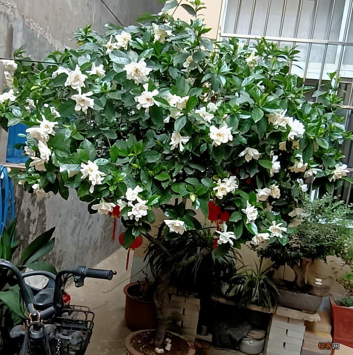 怎样养好栀子花 栀子花的养护和注意事项