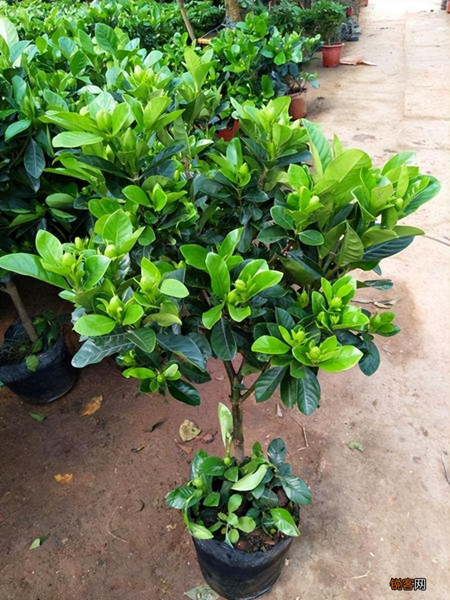 怎样养好栀子花 栀子花的养护和注意事项