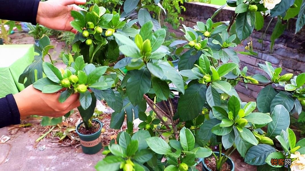 怎样养好栀子花 栀子花的养护和注意事项