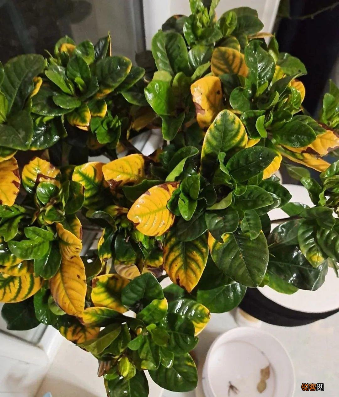 怎样养好栀子花 栀子花的养护和注意事项
