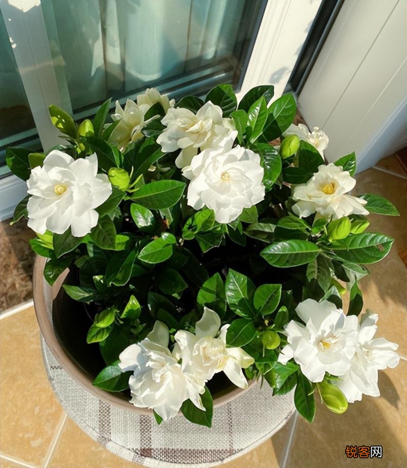怎样养好栀子花 栀子花的养护和注意事项