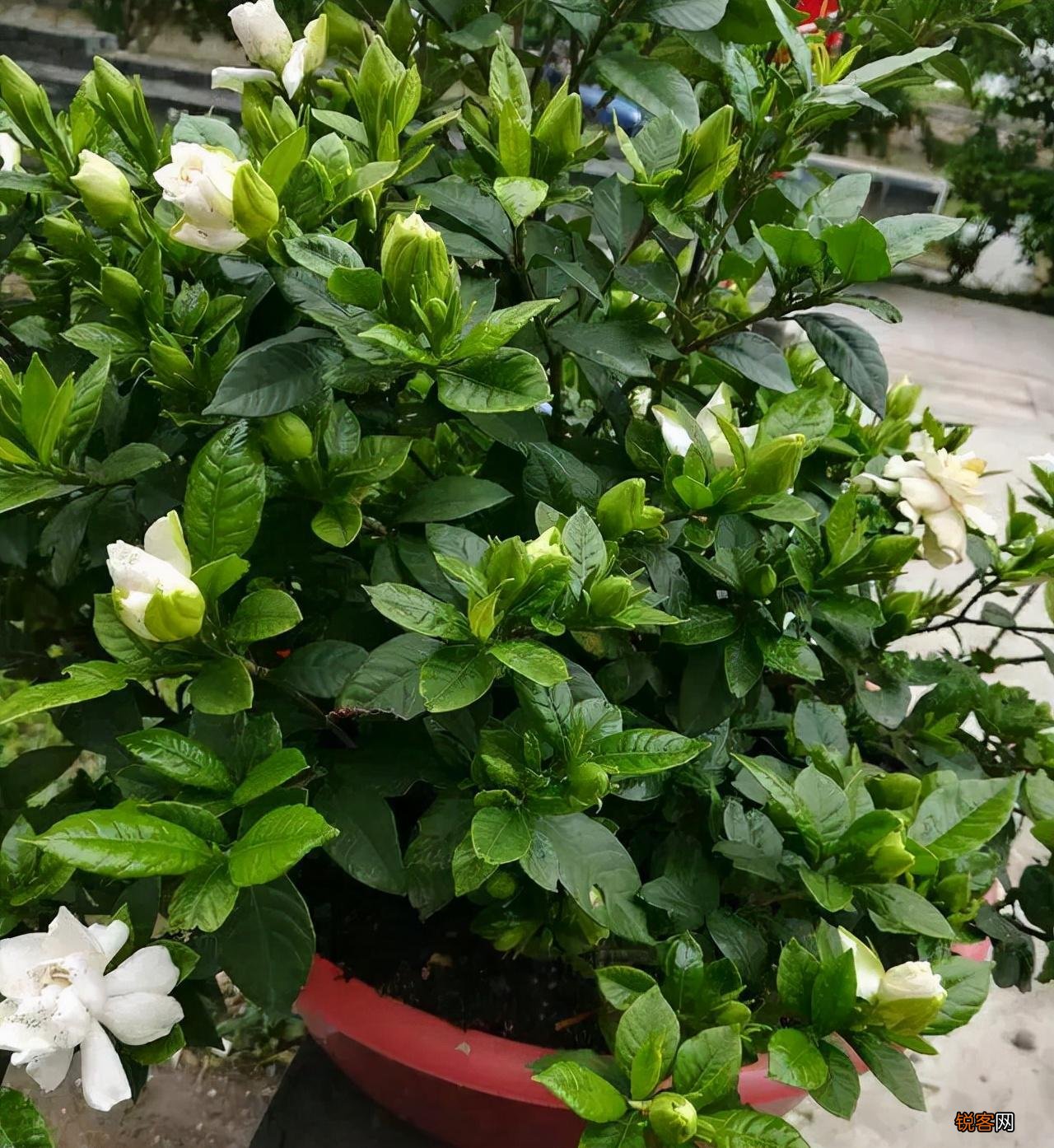 怎样养好栀子花 栀子花的养护和注意事项