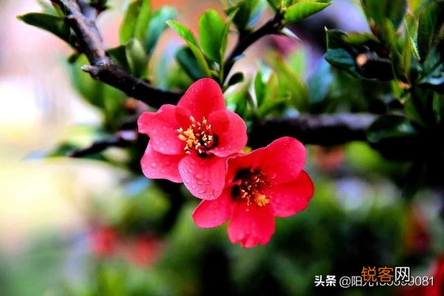 您认为拍摄什么题材的作品最容易表达春天？