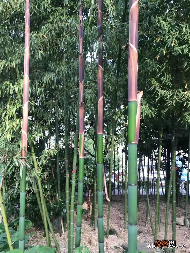 您认为拍摄什么题材的作品最容易表达春天？