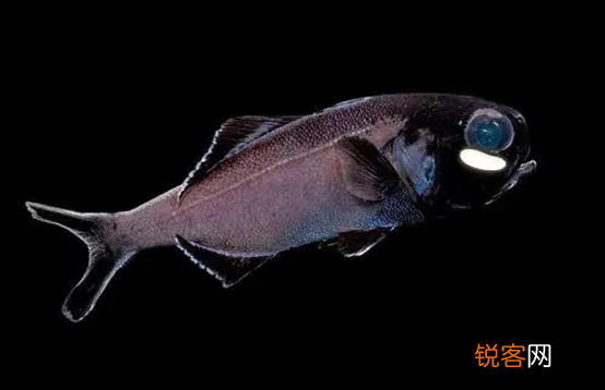 海洋中存在会发光的生物吗 盘点一下那些会发光的海底生物