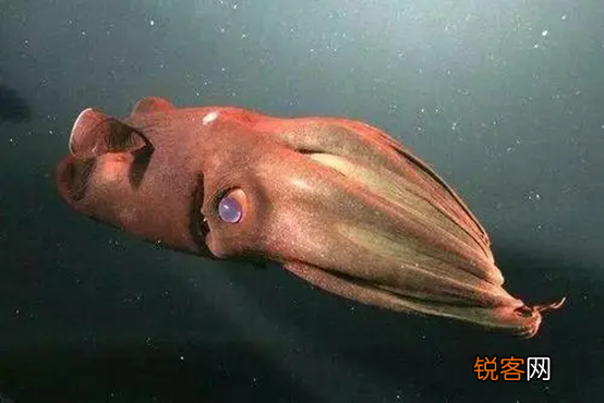 海洋中存在会发光的生物吗 盘点一下那些会发光的海底生物