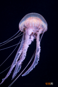 海洋中存在会发光的生物吗 盘点一下那些会发光的海底生物