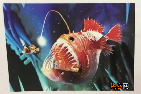 海洋中存在会发光的生物吗 盘点一下那些会发光的海底生物